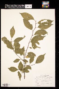 Prunus americana image