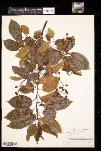 Prunus serotina image