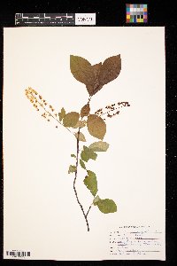 Prunus virginiana image