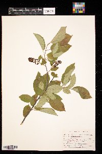 Prunus virginiana image