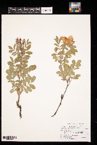 Rosa arkansana image