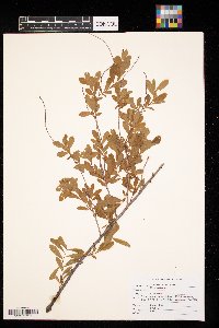 Spiraea alba image