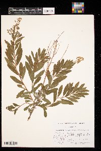 Spiraea alba image