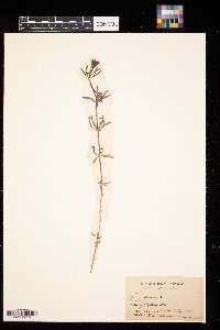 Galium aparine image