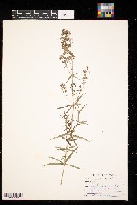 Galium boreale image