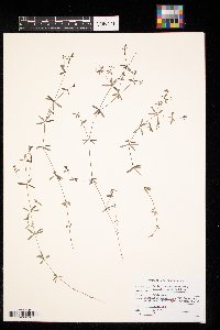 Galium labradoricum image