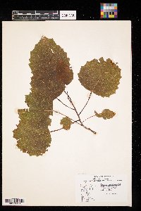 Populus grandidentata image