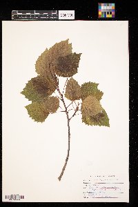 Populus grandidentata image