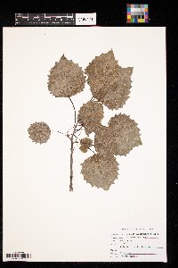 Populus grandidentata image