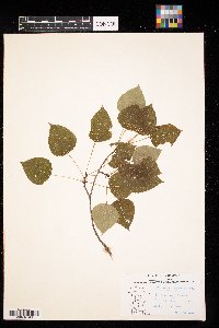 Populus tremuloides image