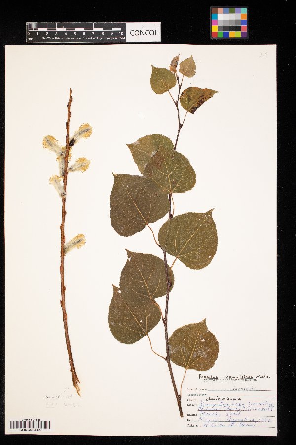 Populus tremuloides image