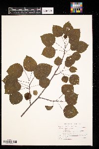 Populus tremuloides image