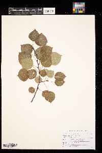 Populus tremuloides image