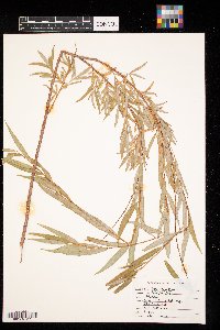 Salix x sepulcralis image