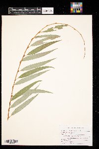 Salix x sepulcralis image