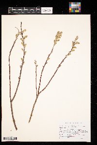 Salix humilis image