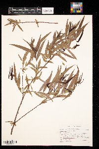 Salix nigra image