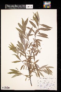 Salix petiolaris image