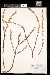 Salix petiolaris image