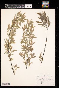 Salix petiolaris image