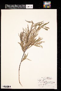 Salix petiolaris image