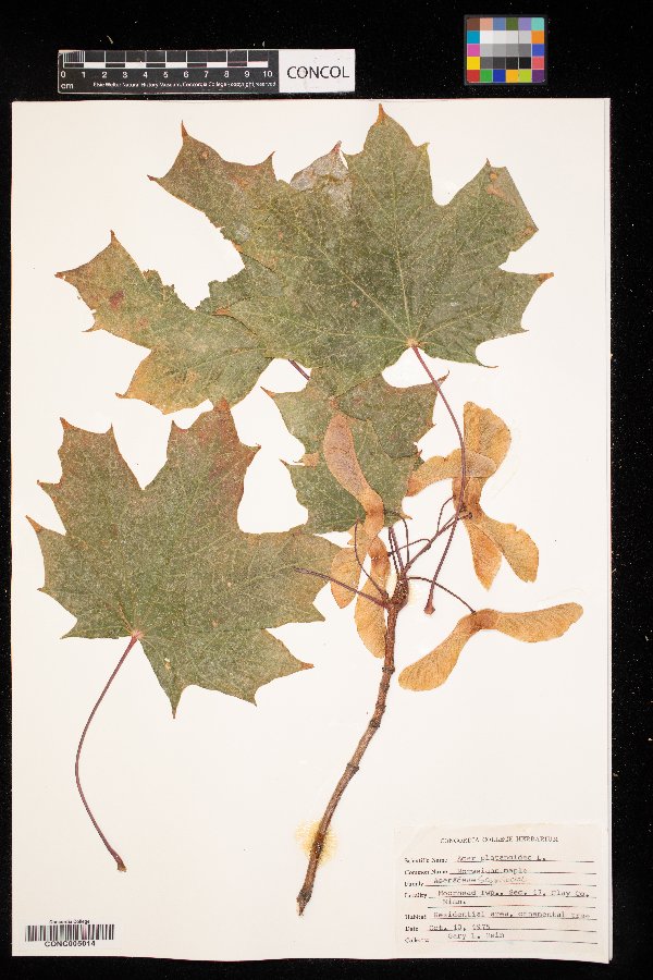 Acer platanoides image