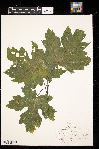 Acer saccharinum image