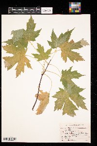 Acer saccharinum image