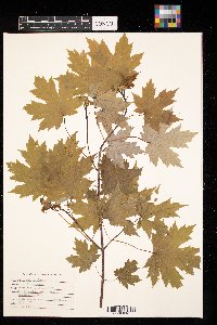 Acer saccharinum image