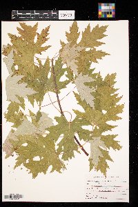 Acer saccharinum image