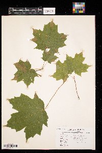 Acer saccharum image