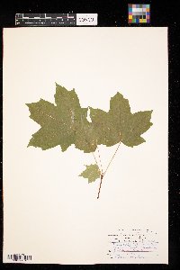 Acer saccharum image