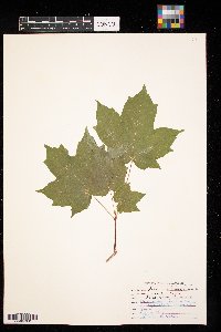 Acer saccharum image