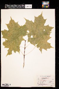 Acer saccharum image