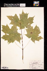 Acer saccharum image