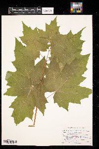 Acer saccharum image