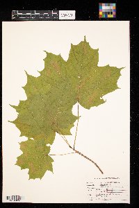 Acer saccharum image