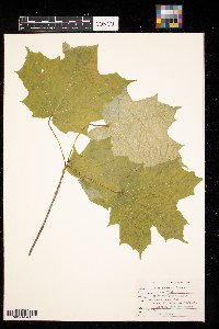 Acer saccharum image