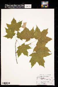 Acer saccharum image