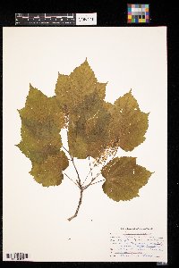 Acer spicatum image