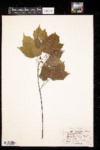 Acer spicatum image