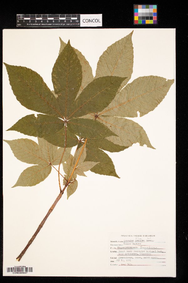 Aesculus flava image