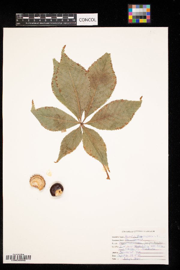 Aesculus hippocastanum image