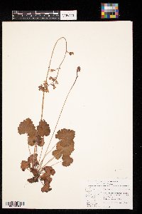 Heuchera richardsonii image