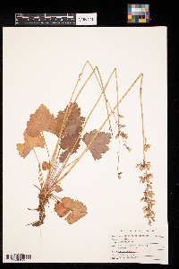 Heuchera richardsonii image