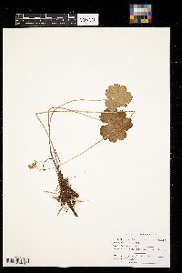 Heuchera richardsonii image