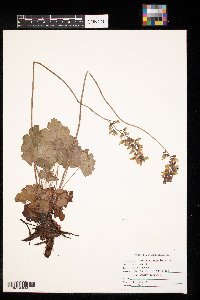 Heuchera richardsonii image