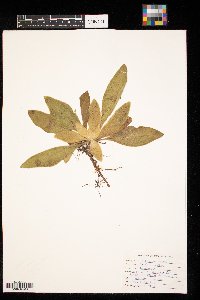 Verbascum thapsus image