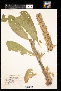 Verbascum thapsus image