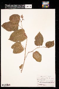 Smilax ecirrhata image